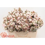 Chamelaucium Sidrunmürt Moonlight Delight 50cm