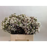 Chamelaucium Sidrunmürt Moonlight Delight 60cm