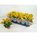 Chrysanthemum Krüsanteem indi rainbow lake worth 12cm