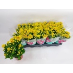 Chrysanthemum Krüsanteem indi rainbow lake worth 12cm