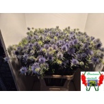 Eryngium Ogaputk Magical Anita 100cm