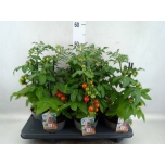 Solanum lycopers other 13cm