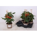 Solanum lycopers other 14cm