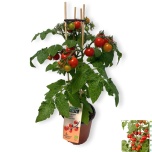 Solanum Tomat lycopers other 15cm