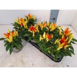 Capsicum annuum joker 12cm
