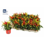 Capsicum Paprika annu Joker 10,5cm