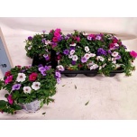 Calibrachoa Puispetuunia triobells pastel mixed in pot 13cm
