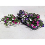 Calibrachoa Puispetuunia triobells pastel mixed in pot 13cm