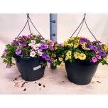 Calibrachoa Puispetuunia triobells pastel mix in pot 27cm