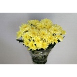 Chrysanthemum Krüsanteem SP Baltica Cream 80g*5