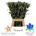 Gentiana Emajuur Kagayaki 70cm