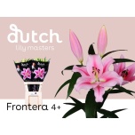 Lilium Liilia OR Frontera 90cm