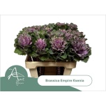 Brassica Kapsas Empire Ksenia 60cm