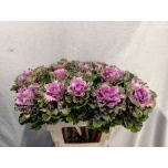 Brassica Kapsas Empire Ksenia 60cm