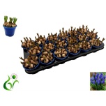 Muscari armeniacum 9cm