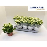 Kalanchoe Kalanhoe double perfecta white 12cm