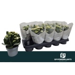 Kalanchoe Kalanhoe double perfecta white 12cm