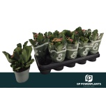 Kalanchoe Kalanhoe double perfecta purple 12cm