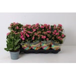 Kalanchoe Kalanhoe double perfecta purple 12cm