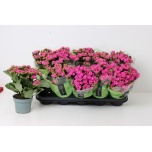 Kalanchoe Kalanhoe double perfecta purple 12cm