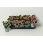 Kalanchoe Kalanhoe double perfecta purple 10,5cm