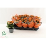 Kalanchoe Kalanhoe double perfecta orange 12cm