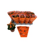 Kalanchoe Kalanhoe double perfecta orange 12cm