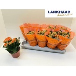 Kalanchoe Kalanhoe double perfecta orange 12cm