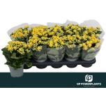 Kalanchoe Kalanhoe double perfecta yellow 12cm