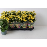 Kalanchoe Kalanhoe double perfecta yellow 12cm