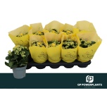 Kalanchoe Kalanhoe double perfecta yellow 12cm
