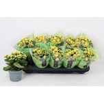 Kalanchoe Kalanhoe double perfecta yellow 12cm