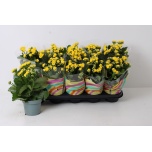 Kalanchoe Kalanhoe double perfecta yellow 12cm