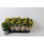 Kalanchoe Kalanhoe double perfecta yellow 12cm
