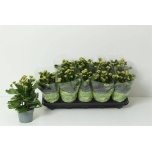 Kalanchoe Kalanhoe 10,5cm Blossfeldiana double perfecta yellow