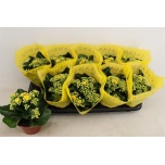 Kalanchoe Kalanhoe double perfecta yellow 10,5cm