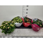 Kalanchoe Kalanhoe double mix 23cm