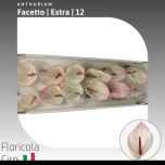 Anthurium Flamingolill Facetto