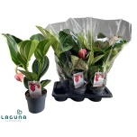 Medinilla Korallpõõsas magnifica flamenco 17cm