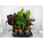 Canna Cannova Gem 17cm