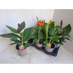 Canna Kanna mix 17cm