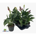 Canna Kanna mix 17cm