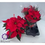 Euphorbia pulch Jõulutäht glory 20cm