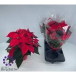 Euphorbia pulch Jõulutäht glory 20cm