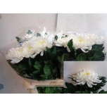 Chrysanthemum Krüsanteem BL Salma Cream*10