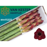 Hippeastrum Ratsuritäht Night Fever