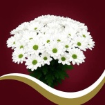 Chrysanthemum Krüsanteem SP Chic 85gr*5