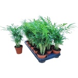 Chamaedora elegance 9cm