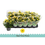 Chrysanthemum Krüsanteem 9cm (indicum grp) Tapas Time