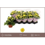 Kalanchoe Kalanhoe Double Rosalina Don Amari 10,5cm